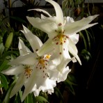 Oncidium Winter wonderland white fairy-Flowering Size